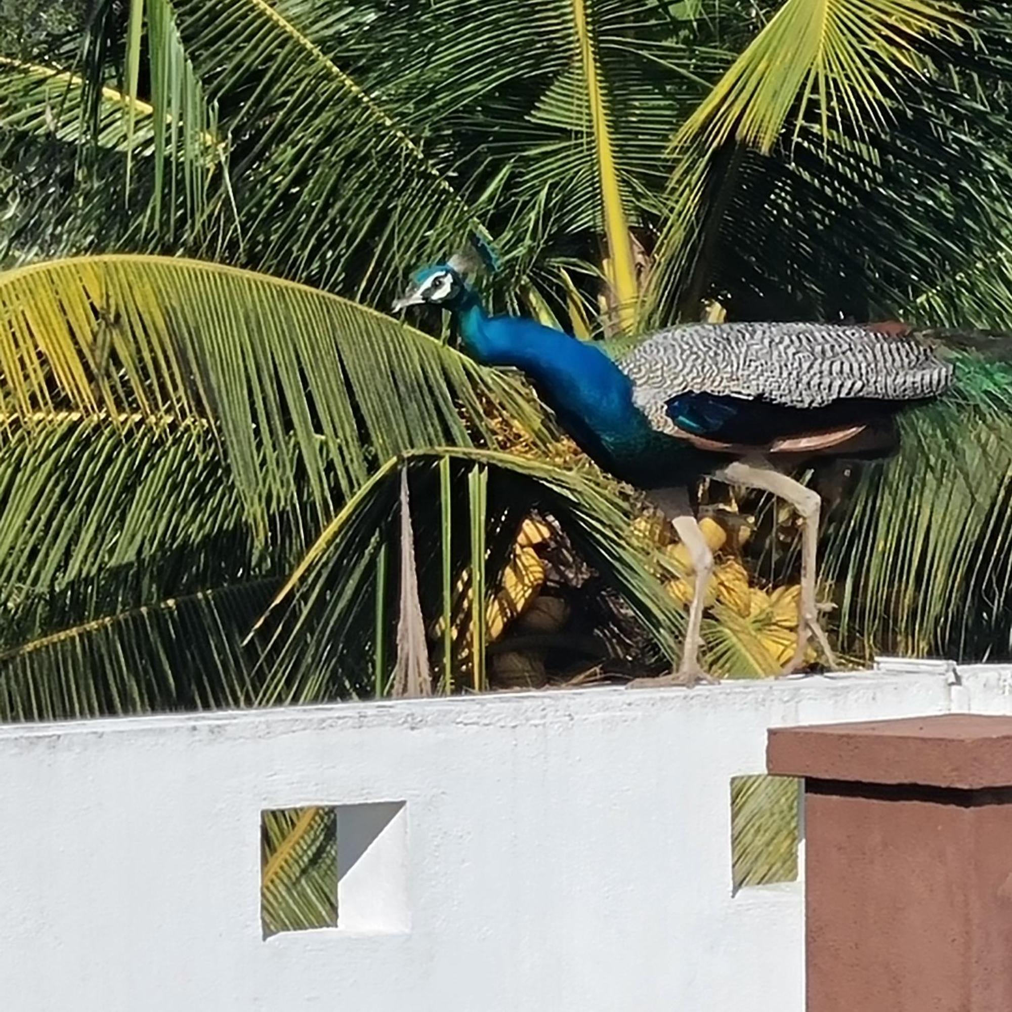 Villa Talpe Luaran gambar